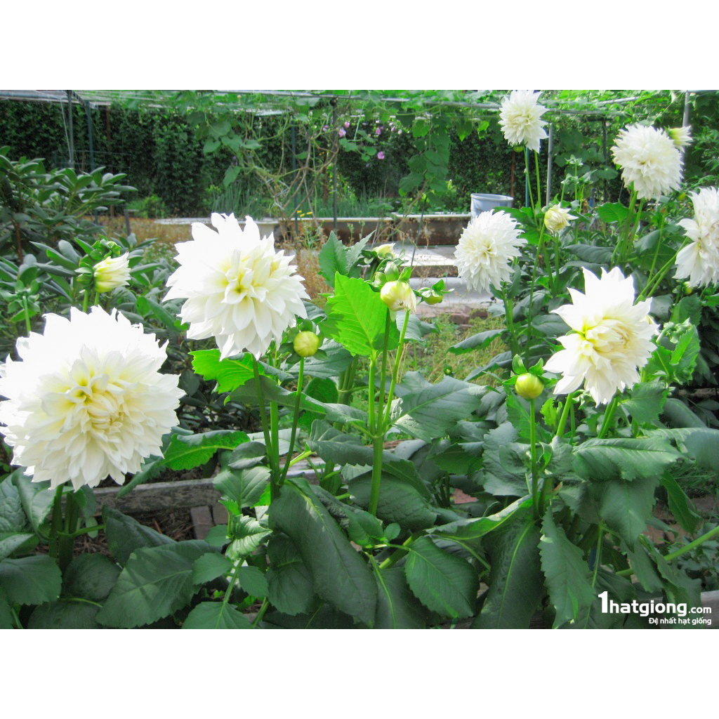 ✅ Bạch Thược sắt lát đẹp loại 1 -