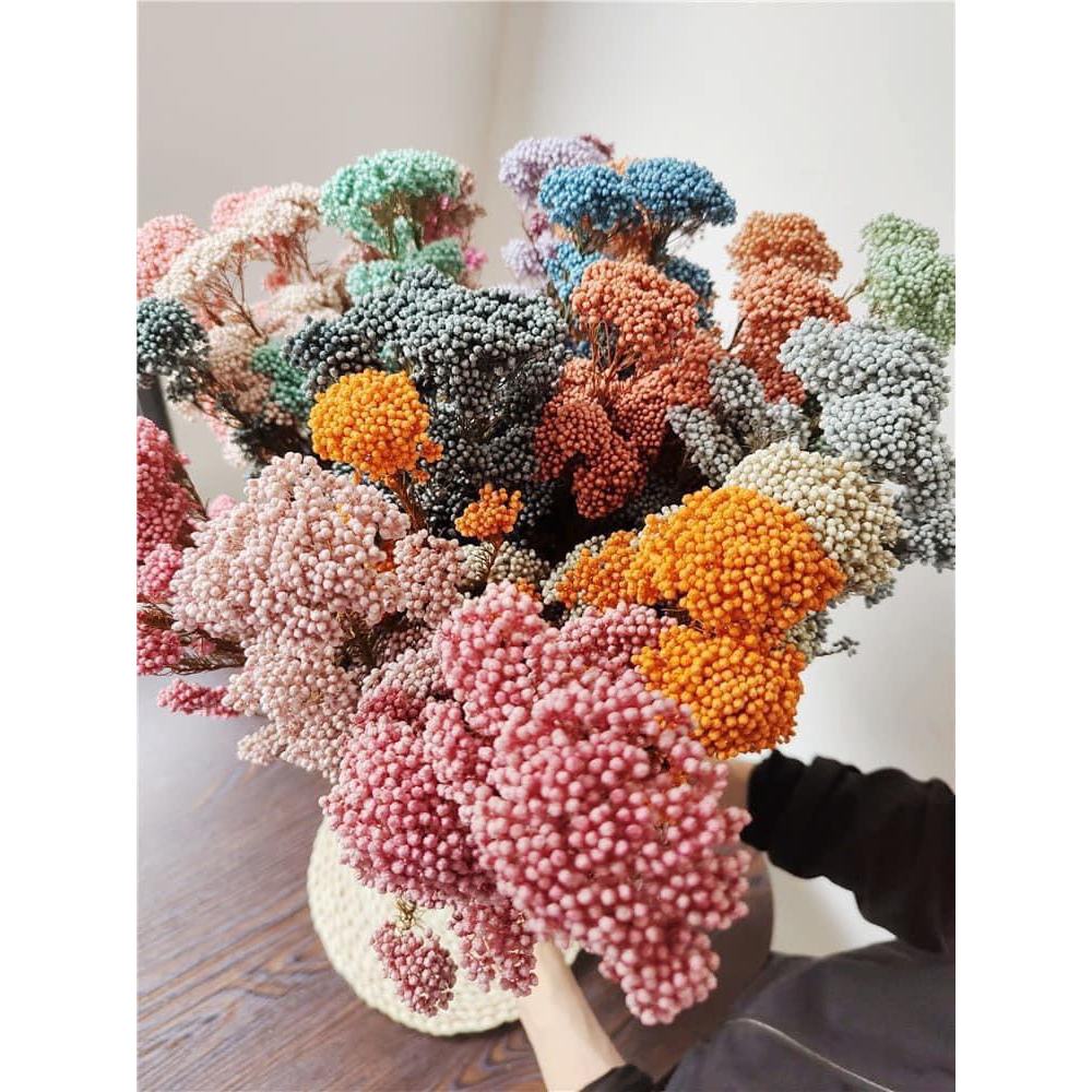 Hoa Gạo khô ( Ozothamnus ) trang trí nhà cửa ❤️ cắm hoa để bàn ❤️ làm tranh handmade, phụ kiện decor. KATI.HCM
