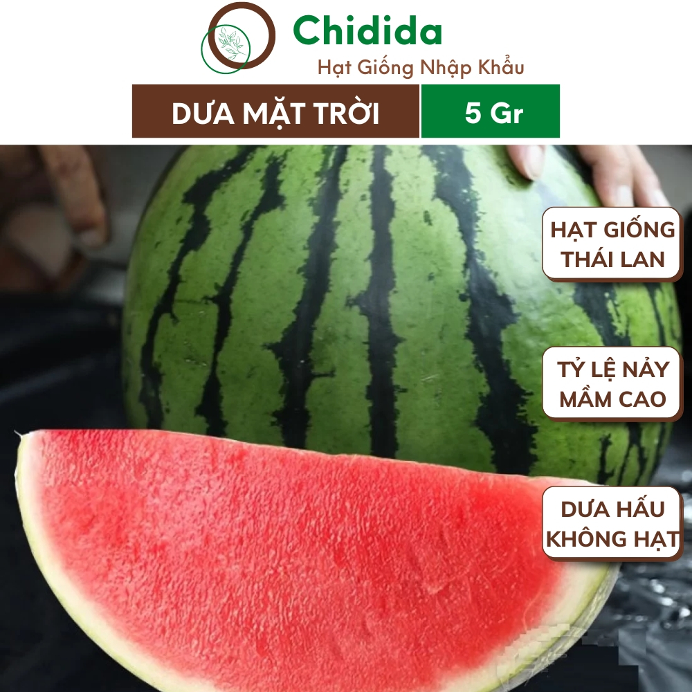 Hạt giống dưa hấu không hạt Chidida dưa mặt trời đỏ Thái Lan giống F1 khỏe trái to năng xuất cao gói 5g