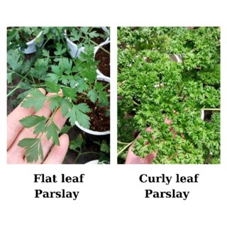 Cây ngò tây lá xoăn và lá phẳng, chỉ giao từ HN trở vào nam