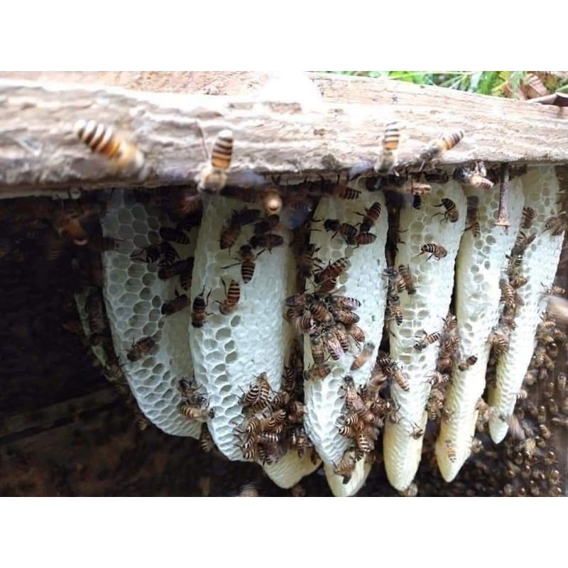 Mật ong trắng. mật ong hoa blong song chuẩn loại 1