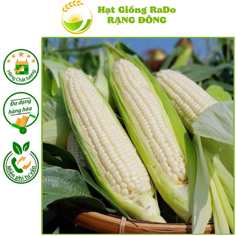 Hạt Giống Bắp Nếp Dẻo RaDo 936 (Gói 10gram) Hạt Giống Rạng Đông