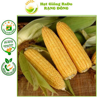 Hạt giống bắp ngọt rado 236 - gói 5gram hạt giống rạng đông