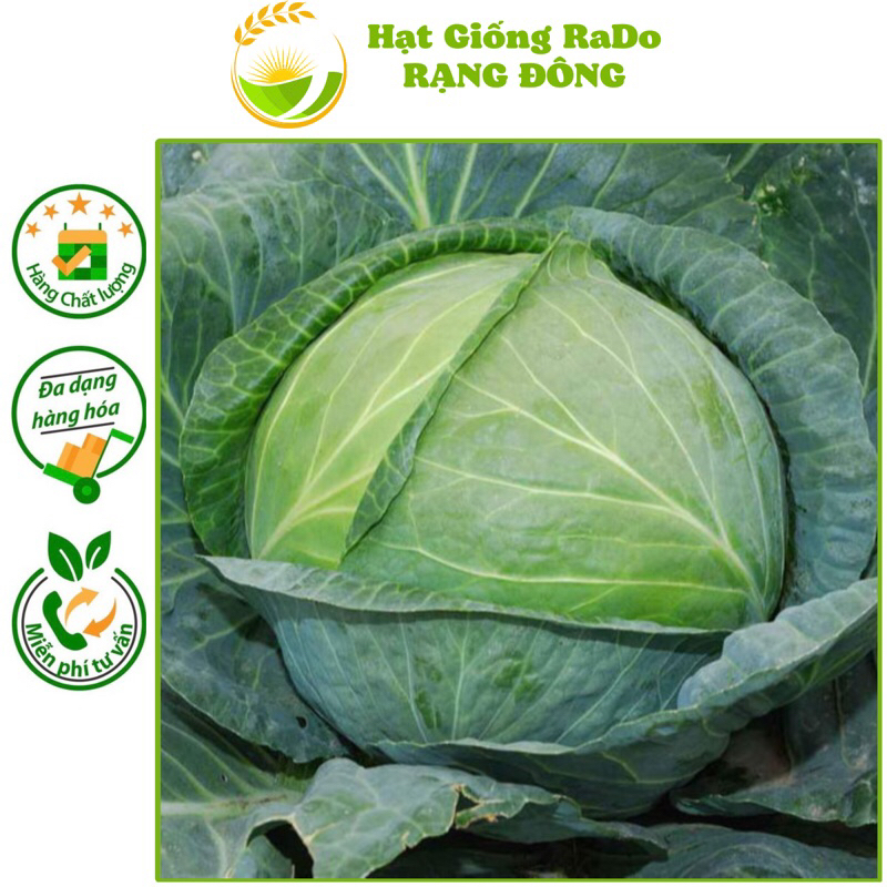 Hạt Giống Bắp Cải Lai F1 Bốn Mùa (Gói 0.5gram) Hạt Giống Rạng Đông