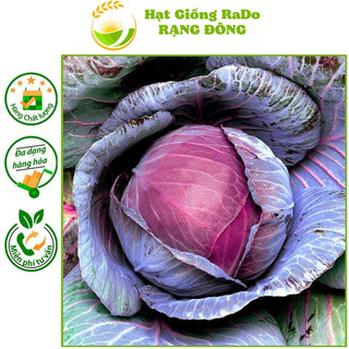 Hạt giống bắp cải tím lai f1 rado 501 hạt giống rạng đông