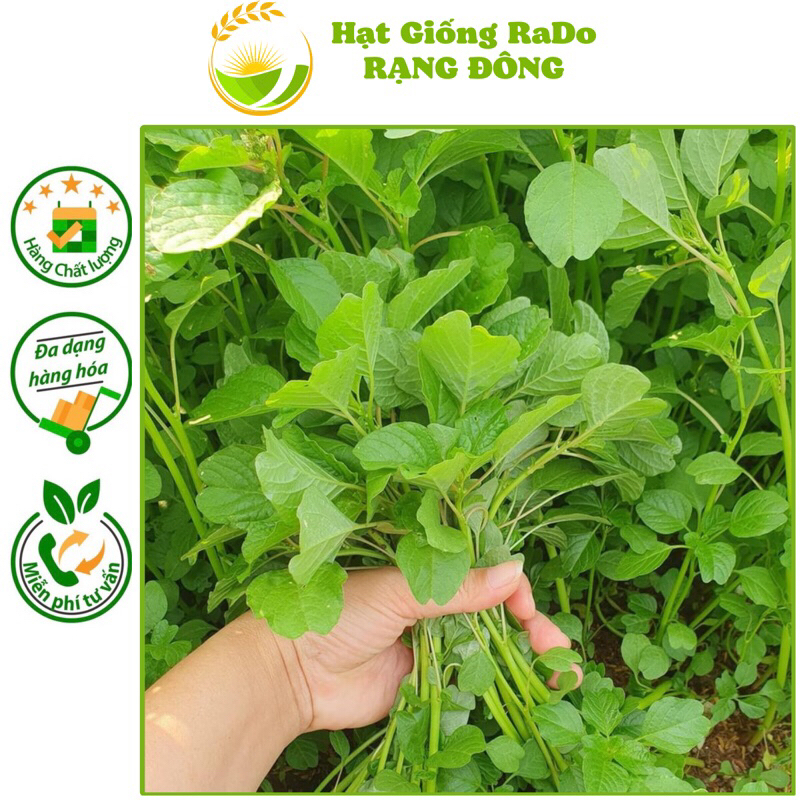 Hạt Giống Rau Dền Cơm Rado 86 (Gói 10gram) Hạt Giống Rạng Đông