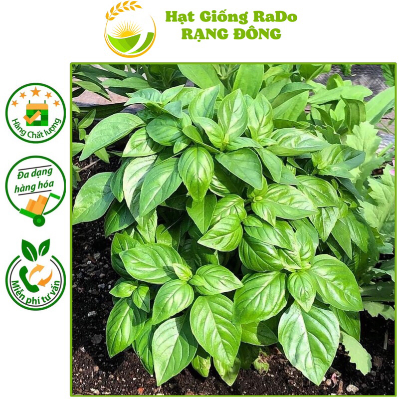Hạt Giống Quế Tây ITALY BASIL  Hạt Giống Rạng Đông