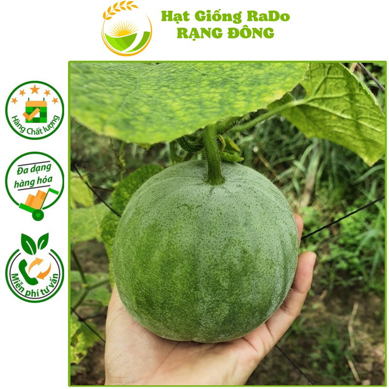 Hạt Giống Bí Đao Trái Tròn RaDo 114 (Gói 0.2Gram) Hạt Giống Rạng Đông