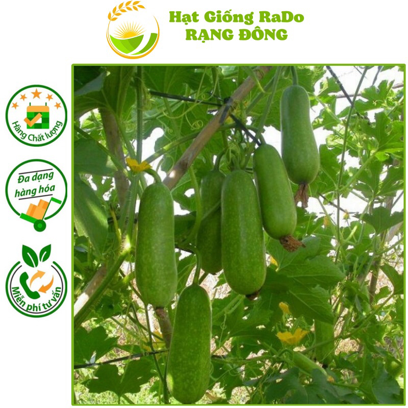 Hạt Giống Bí Đao Chanh Lai F1 RaDo 1331 (Gói 0.2gram) Hạt Giống Rạng Đông