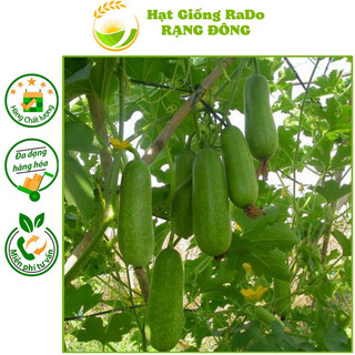 Hạt giống bí đao chanh lai f1 rado 1331 hạt giống rạng đông