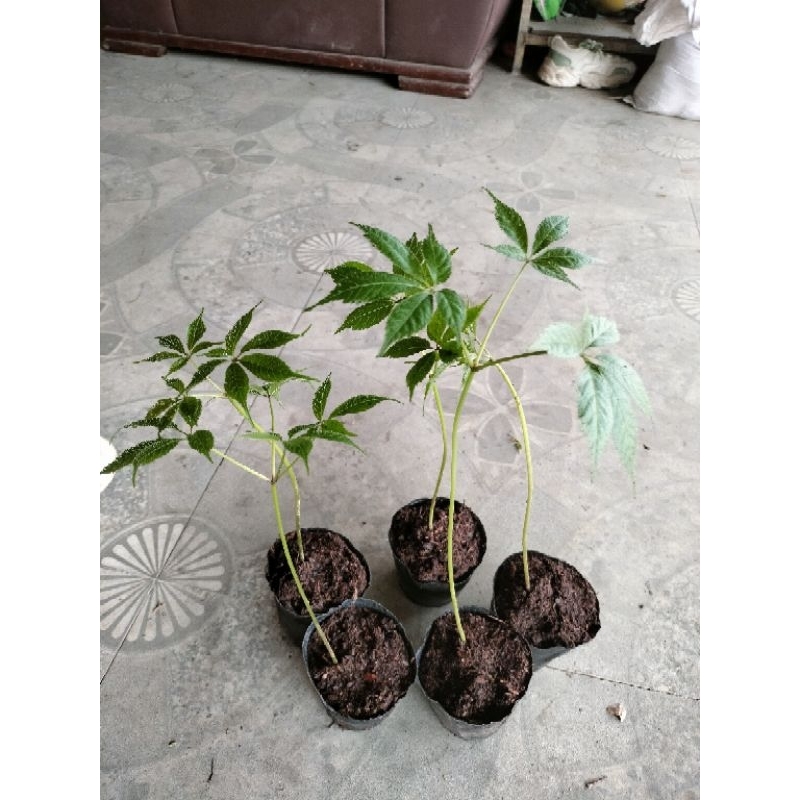 cây giống sâm ngọc linh 2 năm tuổi đã lên mầm trồng dễ sống