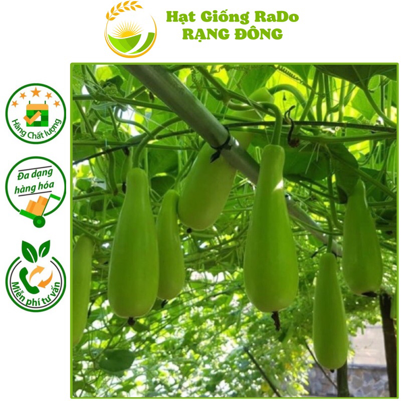 Hạt Giống Bầu Xị Lai F1 RaDo 518 (Gói 10hạt) Hạt Giống Rạng Đông