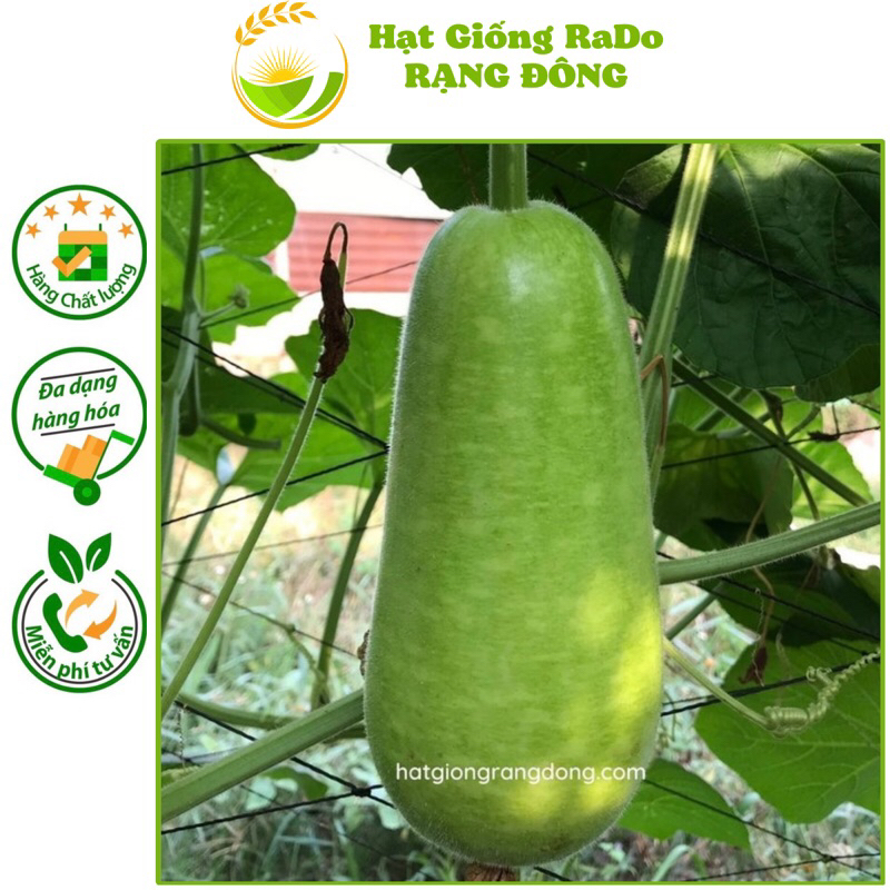 Hạt Giống Bầu Sao Trái Ngắn RaDo 79 (Gói 10Hạt) Hạt Giống Rạng Đông