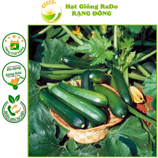 Hạt giống bí ngòi xanh rado 639 hạt giống rạng đông
