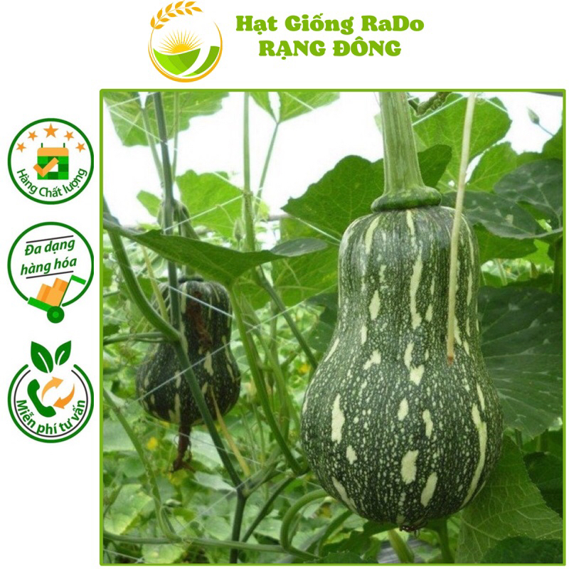 Hạt Giống Bí Đỏ Hạt Đậu Lai F1 RaDo 35 (Gói 1gram) Hạt Giống Rạng Đông