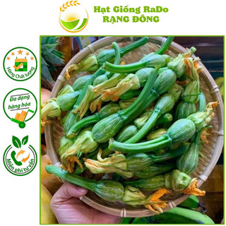 Hạt giống bí nụ lai f1 gita 33 hạt giống rạng đông