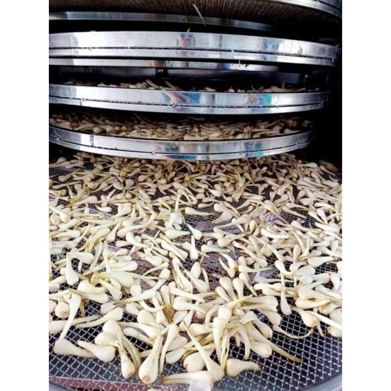 CỦ KIỆU SẤY XUẤT KHẨU