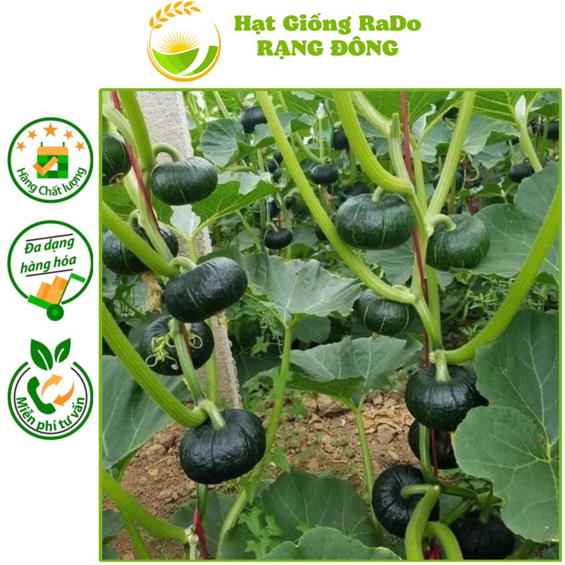 Hạt Giống Bí Đỏ Nhật F1 SHICHI 112 (Gói 5hạt) Hạt Giống Rạng Đông