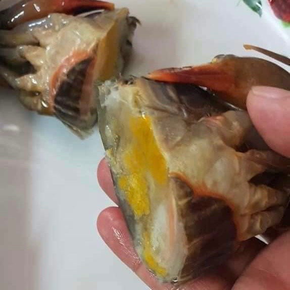 CUA LỘT MYANMAR SIZE LỚN 8-10 CON. GIÁ SỈ