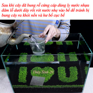 COMBO PHÂN NỀN + HẠT GIỐNG THUỶ SINH