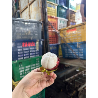 SHIP HOẢ TỐC MĂNG CỤT THÁI LAN SIÊU NGON