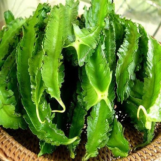 Hạt giống Đậu rồng Thái cao sản, trồng nhanh thu hoạch