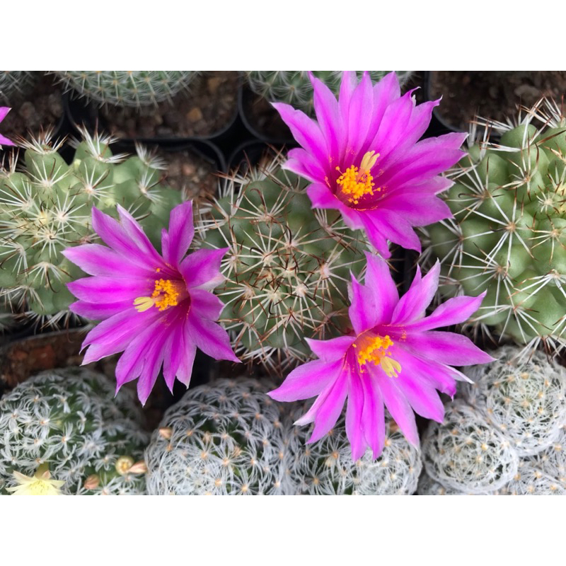 Xương rồng Escobaria giá rẻ - hoa to - siêng hoa. Ship cây ngẫu nhiên không hoa hoặc đang nụ nếu có