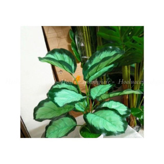 Cây giả - cây trầu bà lá đốm 12 lá - cao 40 cm