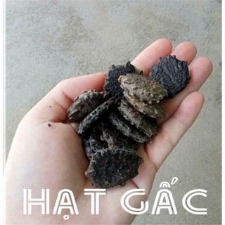 Hạt gấc rang sẵn, hạt gấc khô