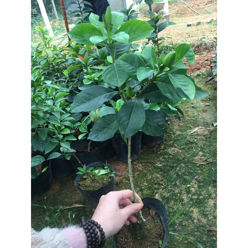 Cây bạch thiên hương giống