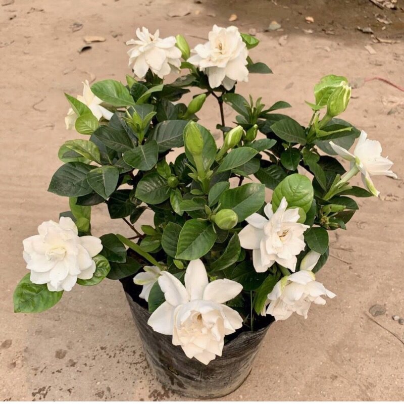 Cây bạch thiên hương giống