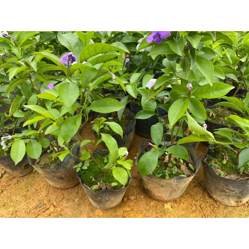 Giống nhài nhật đổi màu