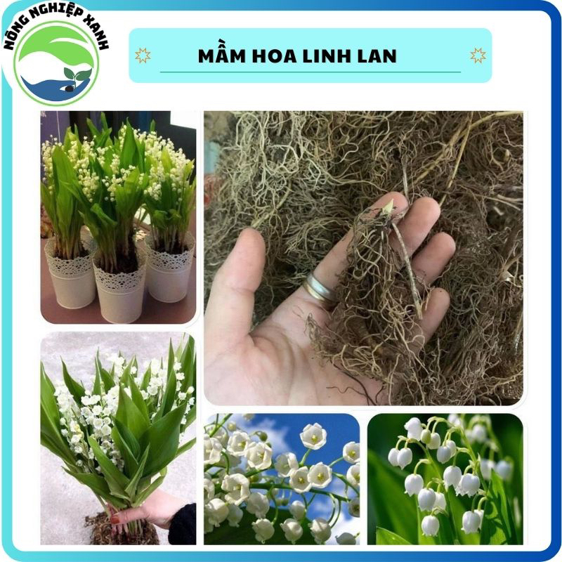Mầm hoa linh lan( hoa chuông) trồng đất hoặc nước, sẵn mầm và rễ như hình