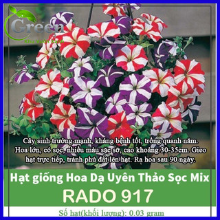 Hạt giống hoa dạ uyên thảo sọc nhiều màu mix