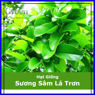 Hạt giống sương sâm lá trơn