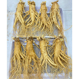 Sâm tươi chuẩn hàn quốc loại 4củ/1kg. size củ to 6 năm tuổi