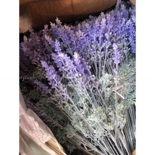 hoa giả - lavender ( oải hương) ( để Free ship CHAT ngay với người bán)