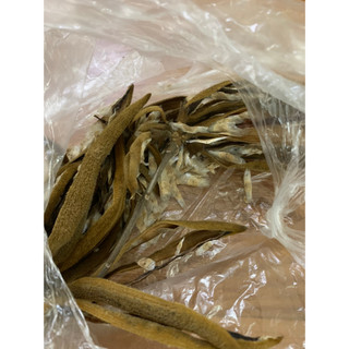 Hạt giống cây phong linh 7k/35 hạt