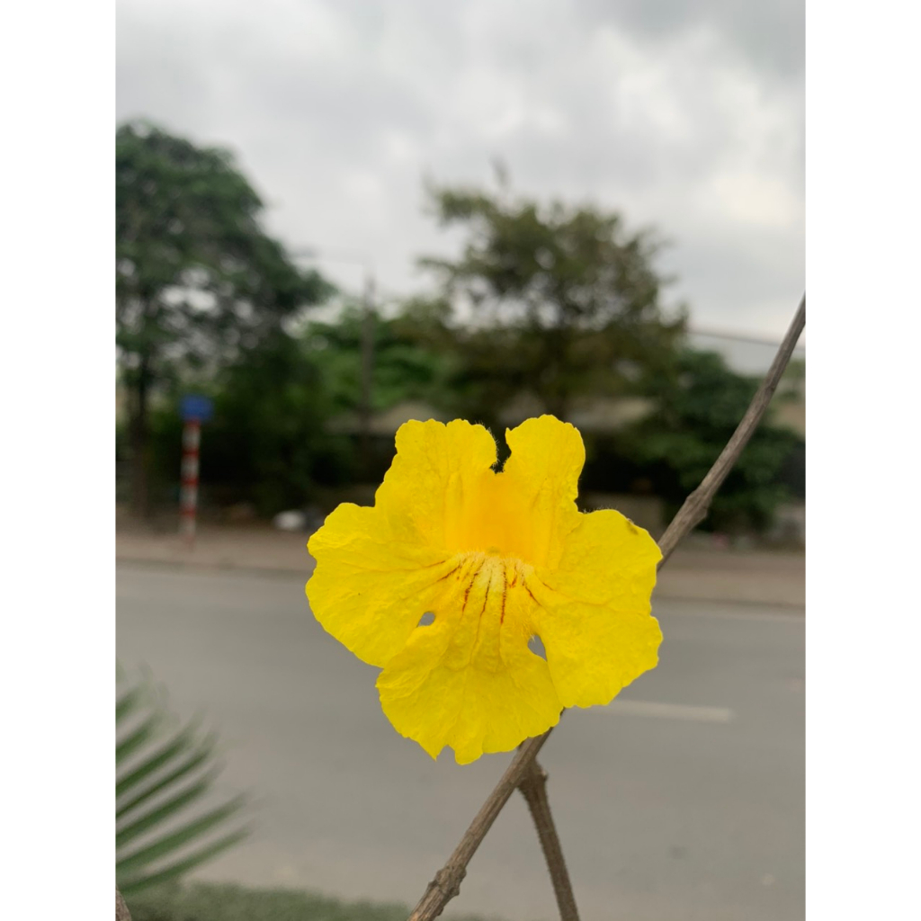 Hạt giống cây phong linh 7k/35 hạt