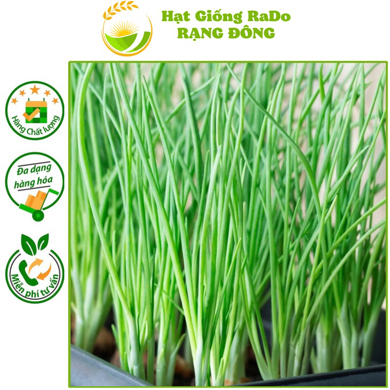 Hạt Giống Hành Hương Chịu Nhiệt RaDo 215 (Gói 2gram) Hạt Giống Rạng Đông