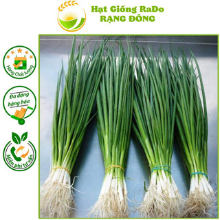 Hạt giống hành lá rado 25 gốc trắng hạt giống rạng đông