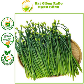 Hạt giống hẹ lá ăn bông rado 523 hạt giống rạng đông
