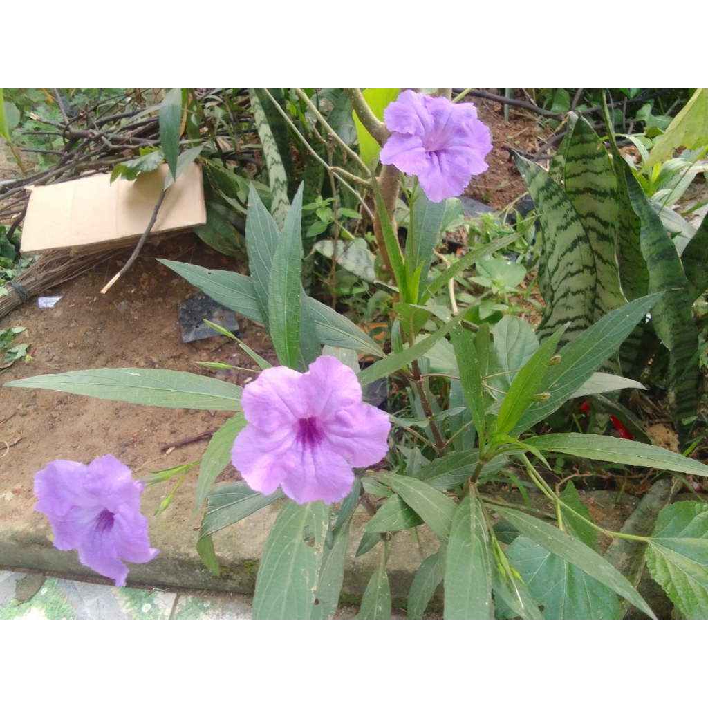 bụi Cây Chiều tím