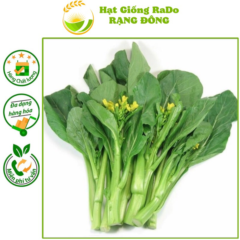 Hạt Giống Cải Ngọt Ăn Bông RaDo (Cải Ngồng) Gói 20gram Hạt Giống Rạng Đông