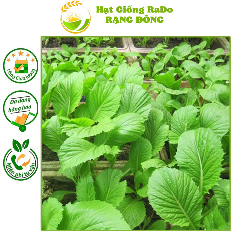 Hạt Giống Cải Xanh Mỡ RaDo 57 (Gói 20gram) Hạt Giống Rạng Đông