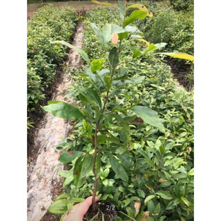 cây mai hoa mai vàng5-9cánh