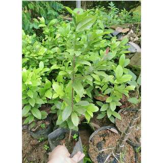 cây mai hoa mai vàng5-9cánh