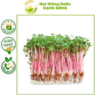 Hạt giống rạng đông - mầm củ cải đỏ rado 105 - gói 30gram