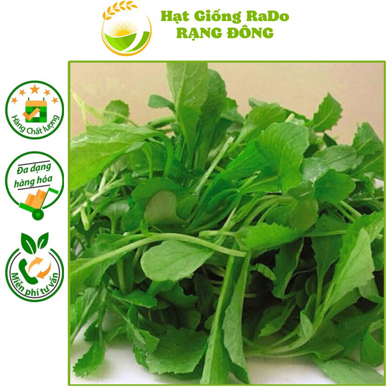 Hạt Giống Cải Xanh Ăn Non RaDo 638 (Gói 20gram) Hạt Giống Rạng Đông