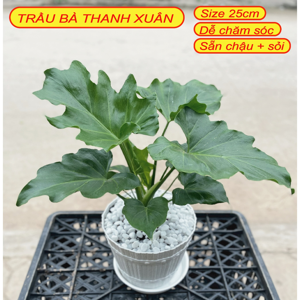 Cây trầu bà thanh xuân Đẻ 2-4 thân 25cm lá xanh bóng cây khỏe@